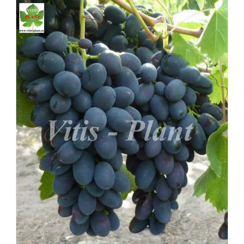 Konsuela / Konsuełła