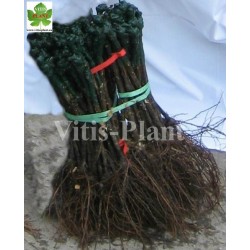 Konsuela / Konsuełła