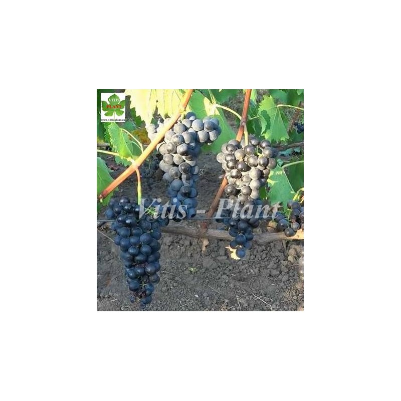 Marquette        - SO4